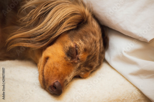 Dachshund Dog Sleeping on a Comfortable Bed (Close Up)