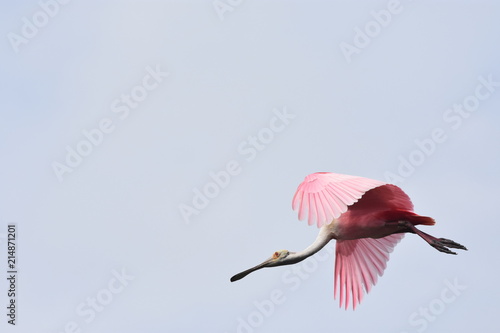Pink Spoonbill