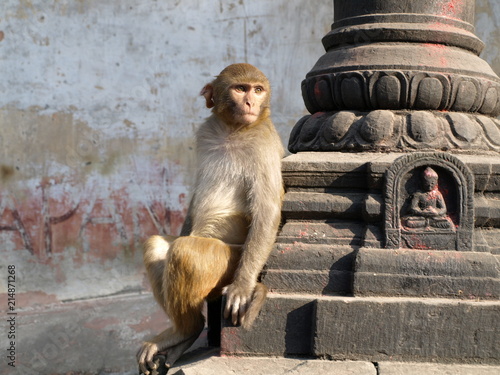 Murais de parede Monkey in Suwamumbnad pagoda, Kathmandu, Nepal