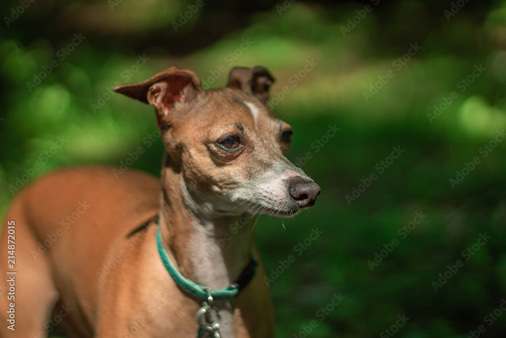 Italian Grayhound