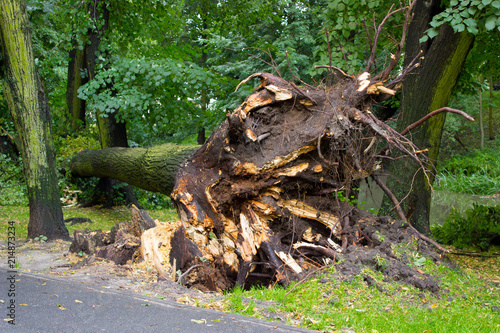 Uprooted tree after storm in park, dangerous weather concept