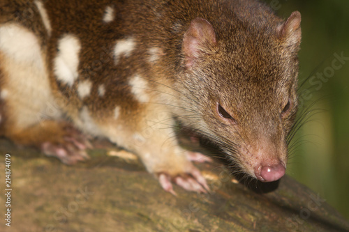 Spotted Quoll Close Up