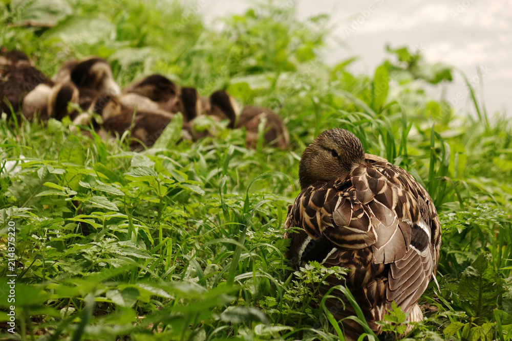 Wild duck with ducklings on the bank of the pond. Wild duck with ducklings on the bank of the pond.