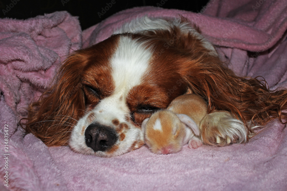 Dog and baby bunny new born rabbit kit. Cavalier king charles spaniel puppy and lop animals together. Cute. Dog and baby bunny new born rabbit kit. Cavalier king charles spaniel puppy and lop animals together. Cute.