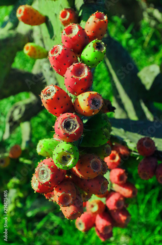 Wallpaper Mural Edible fruits on a cactus. Torontodigital.ca
