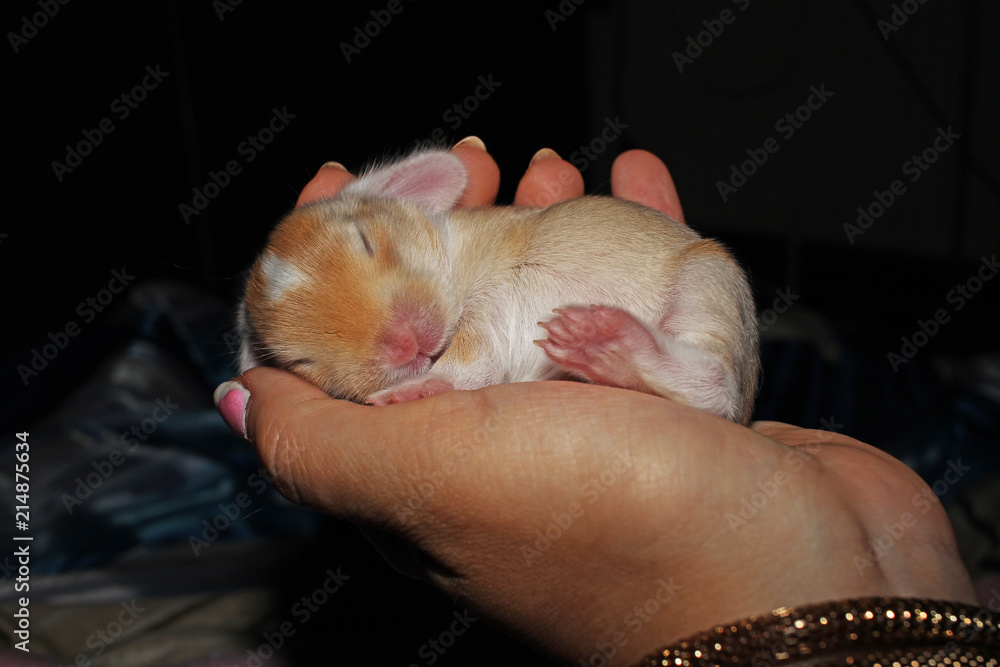 Newborn Lop Ear Rabbits