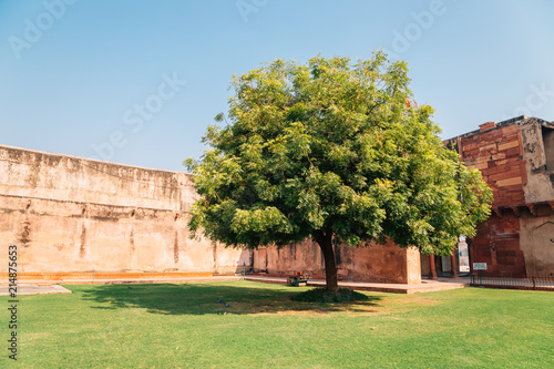 Agra Fort historical architecture and big green tree in Agra, India © Sanga
