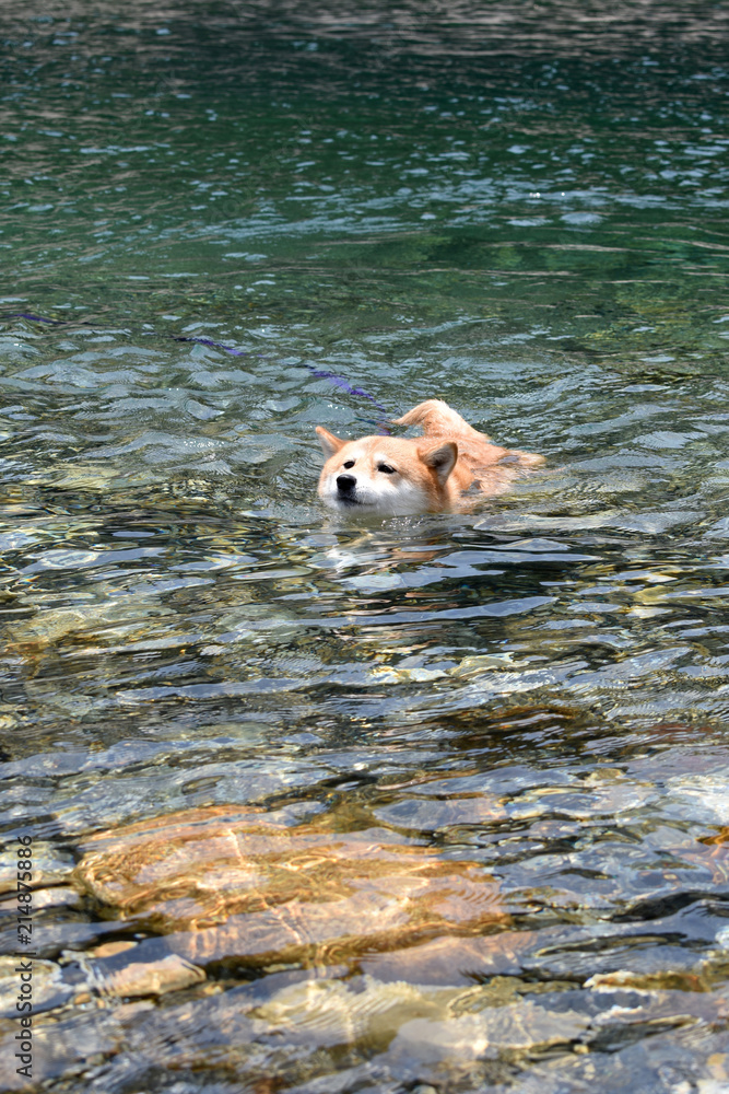 柴犬・水遊び・泳ぐ
