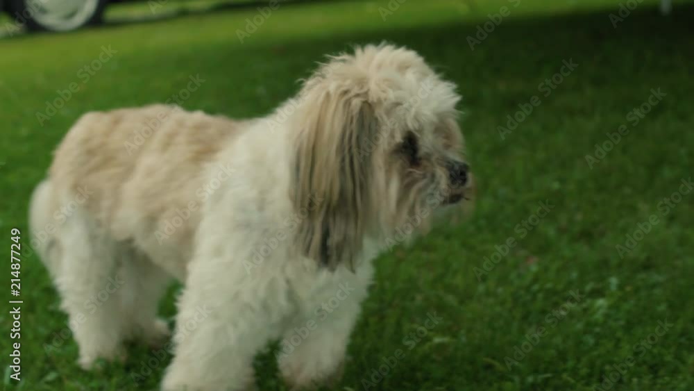 Small shih tzu looks around field and walks away Small shih tzu looks around field and walks away