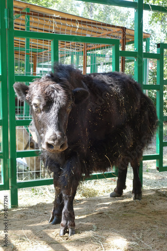 Black yak calf in a cage photo