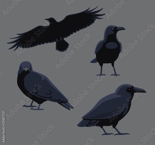 Bird Poses Common Raven Vector Illustration
