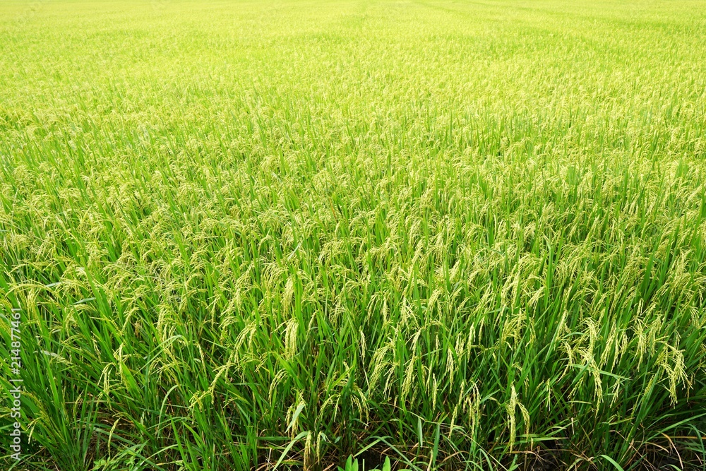 Green cornfield at Thailand, Idea agriculture, Space for text in template, Travel and Ecological concept Green cornfield at Thailand, Idea agriculture, Space for text in template, Travel and Ecological concept