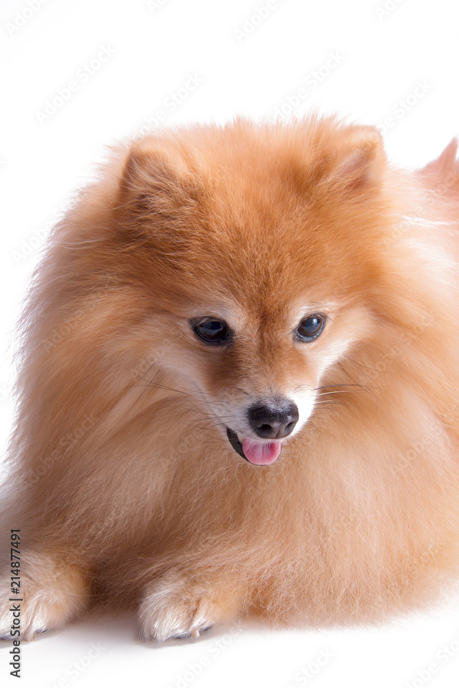 Beautiful, happy, relaxed and well behaved golden Pomeranian puppy dog sitting down looking to the side, isolated on white background. Cute fluffy golden mane,