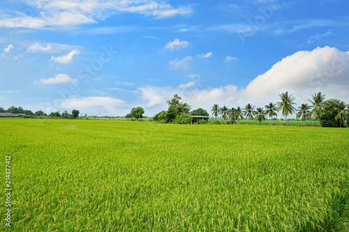 Green cornfield with blue sky and clouds in the morning at Thailand, Idea agriculture, Space for text in template, Travel and Ecological concept