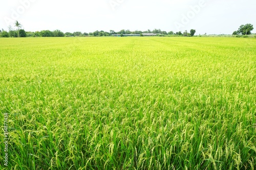 Green cornfield with sky in the morning at Thailand, Idea agriculture, Space for text in template, Travel and Ecological concept