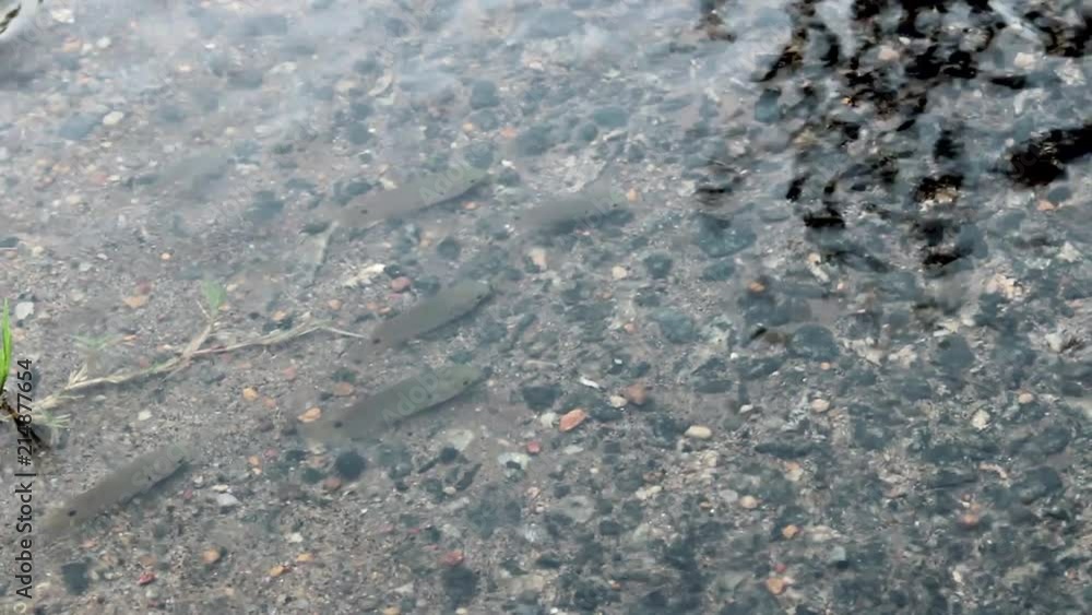 Fishes trying to cross the road during rains.