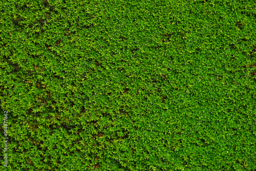 Close-Up Green moss for background texture with copy space design your text . Close-Up Green moss for background texture with copy space design your text .