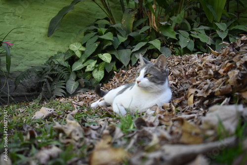 Canvastavla Gato