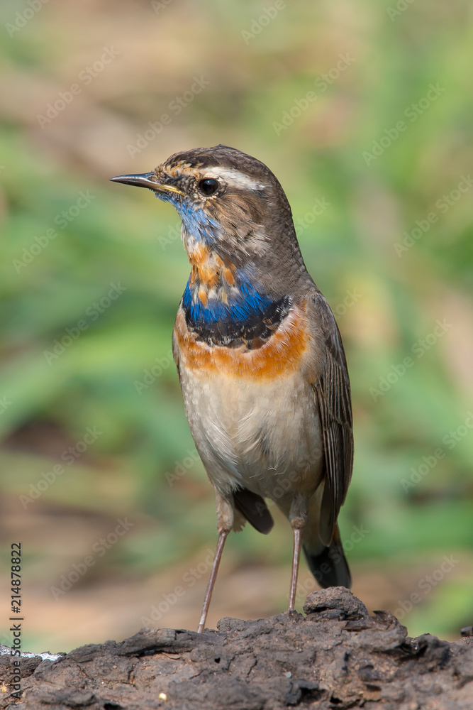 Male Bluethroats from Alaska, Bluethroat is one of the handful of birds that breed in North America and winter in Asia. Male Bluethroats from Alaska, Bluethroat is one of the handful of birds that breed in North America and winter in Asia.