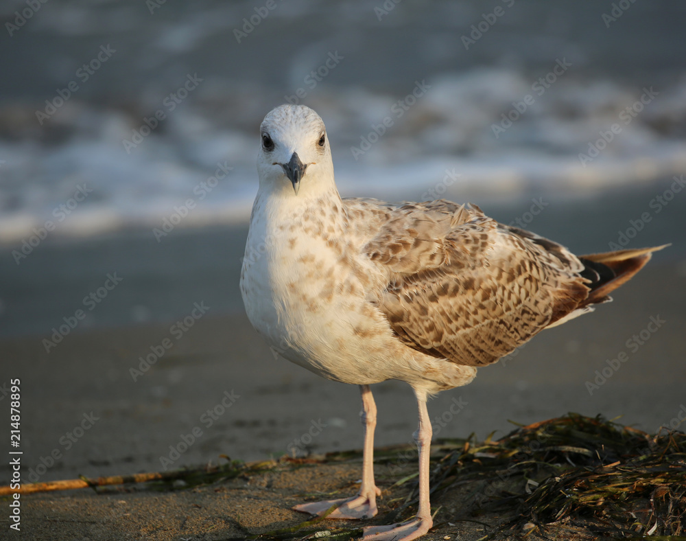 seagull on the beach in summer seagull on the beach in summer