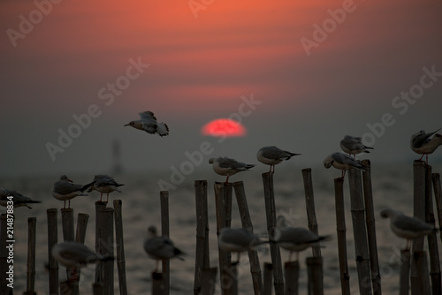 Seagulls on blur sunset background © joesayhello