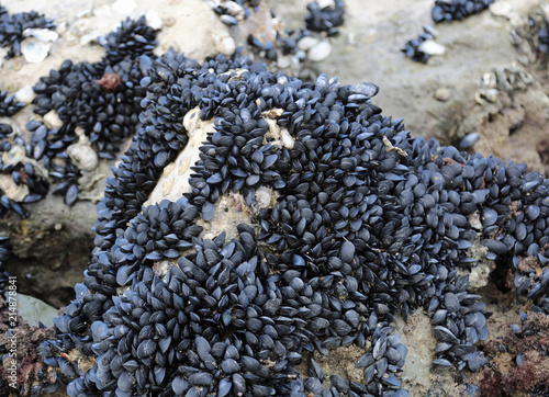 many black mussels photo