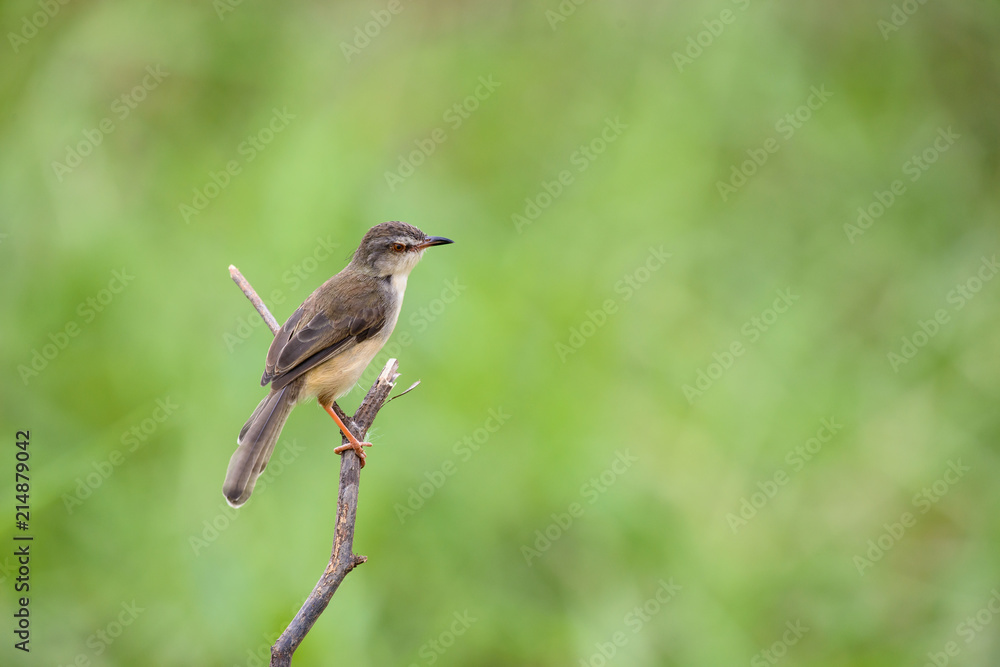 Plain Prinia or White-browed Prinia with blur green background Plain Prinia or White-browed Prinia with blur green background