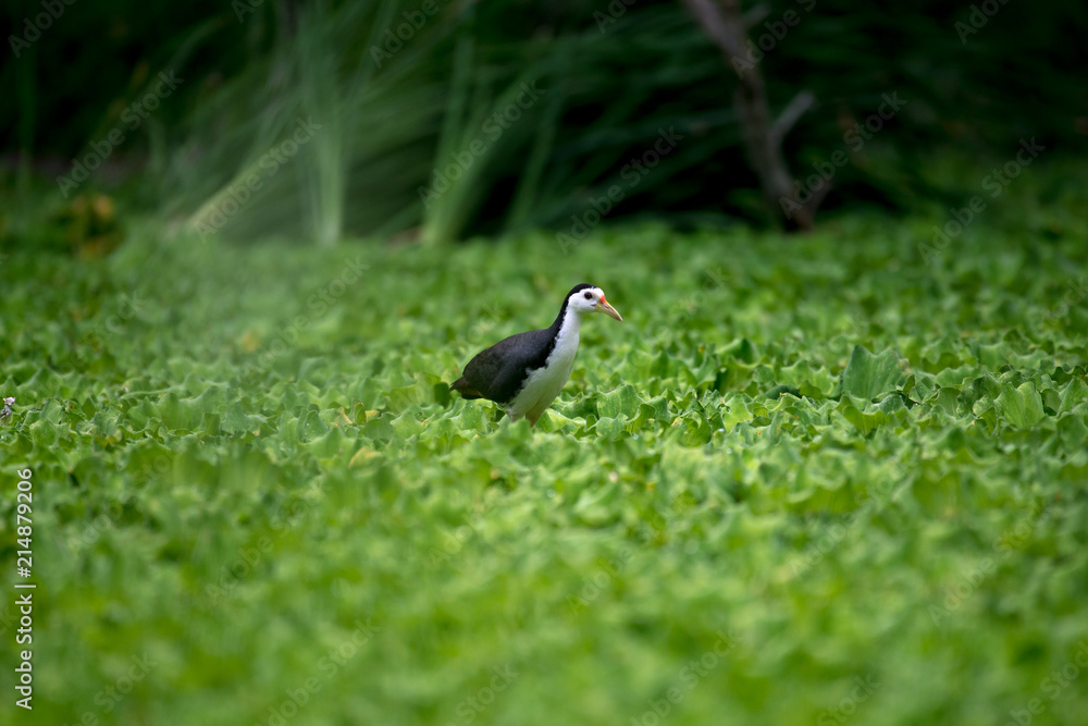 white-breasted waterhen is a waterbird of the rail and crake family. They are dark slaty birds with a clean white face, breast and belly. white-breasted waterhen is a waterbird of the rail and crake family. They are dark slaty birds with a clean white face, breast and belly.