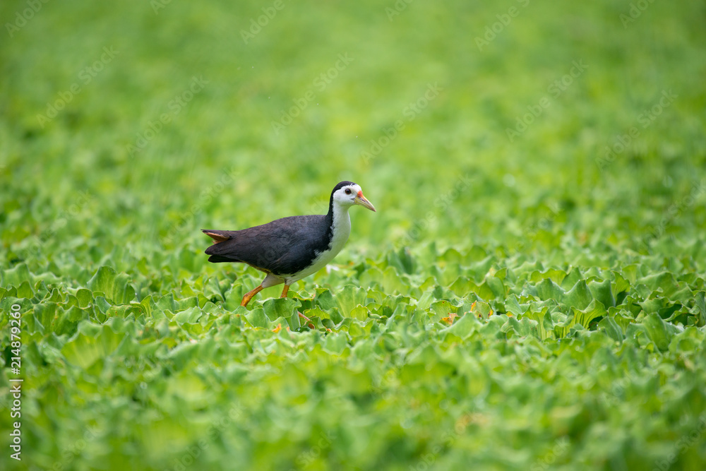 white-breasted waterhen is a waterbird of the rail and crake family. They are dark slaty birds with a clean white face, breast and belly. white-breasted waterhen is a waterbird of the rail and crake family. They are dark slaty birds with a clean white face, breast and belly.