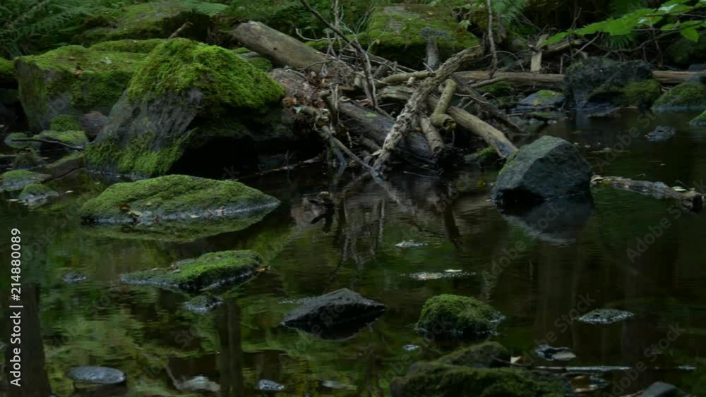 panning river reflection forest panning river reflection forest