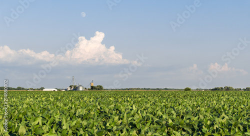 фотографія Field of soybeans growing with a small farm in the background