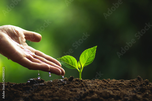 Plant a tree Natural tree Green backgroun seedlings in nature