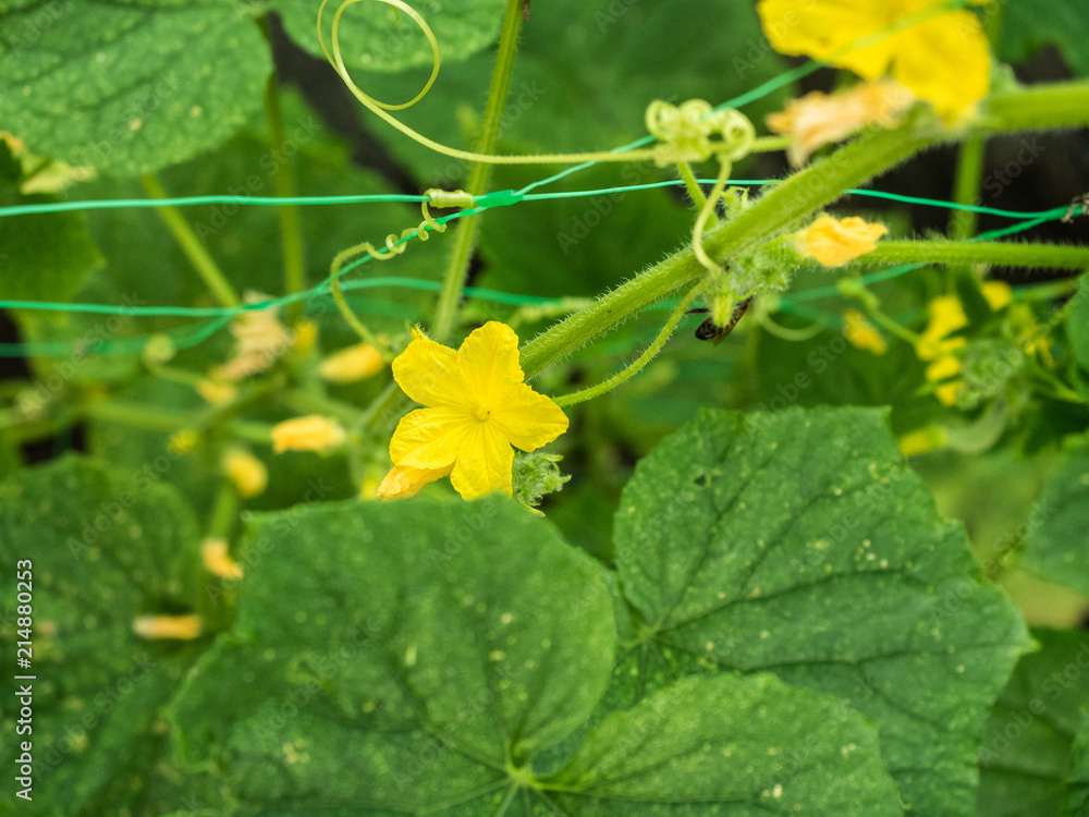 Close up view on green cucumber leaves with kukes in the garden. Small bee collecting farina from yellow flower. Open ground growing. Cucumber blossoming. Blurred background. Soft selective focus Close up view on green cucumber leaves with kukes in the garden. Small bee collecting farina from yellow flower. Open ground growing. Cucumber blossoming. Blurred background. Soft selective focus