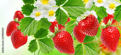 berries strawberries