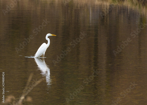 Great White Heron in a natural park