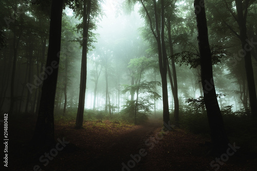 Fantasy trail in foggy forest. Strange light in the background hrough the trees © bonciutoma