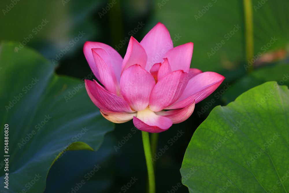 Blooming lotus flower, very beautiful Blooming lotus flower, very beautiful
