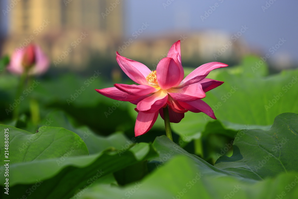 Fototapeta premium Blooming lotus flower, very beautiful