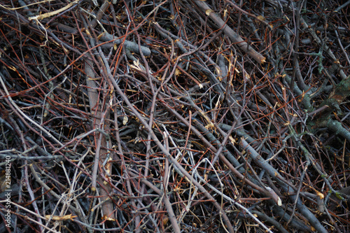 nature texture of brushwood