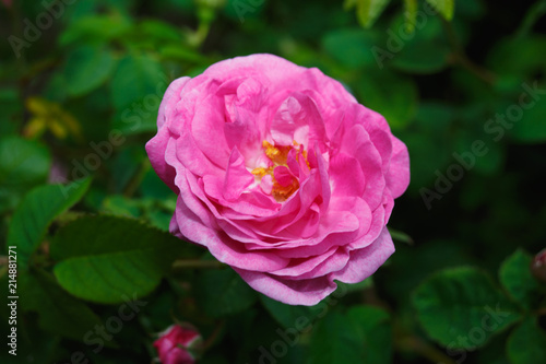 pink tea rose