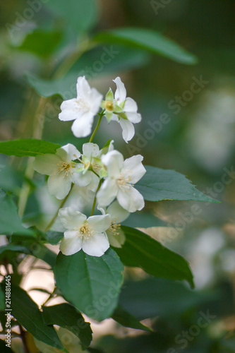 blossoming white cherry blossoms