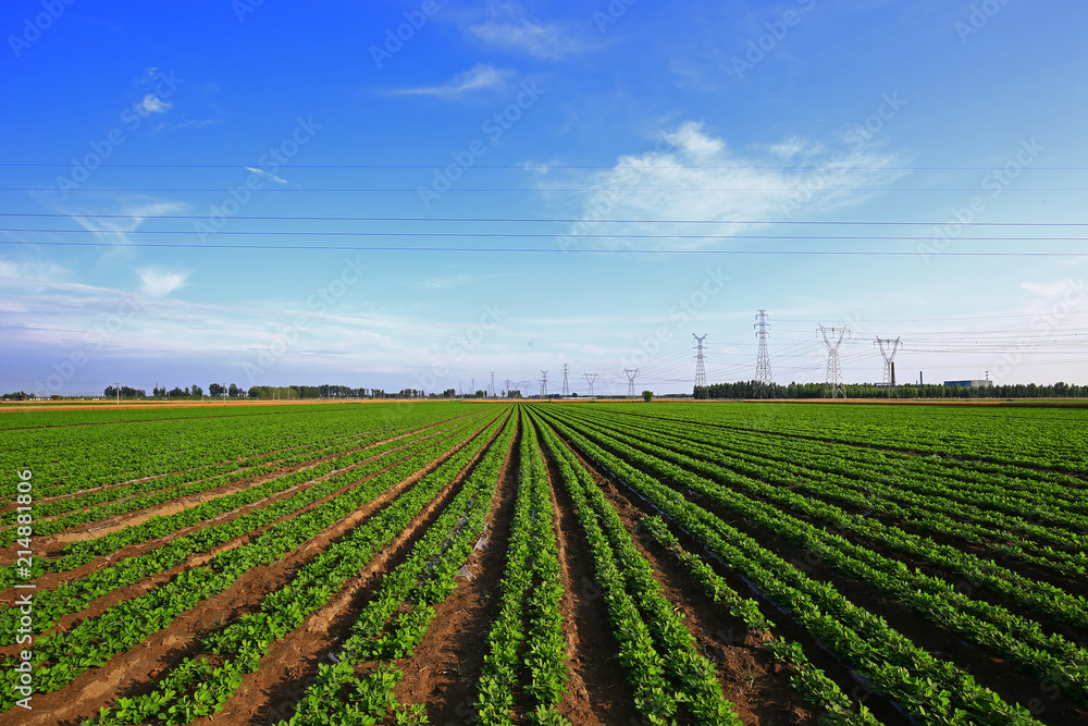 Rows of peanut fields