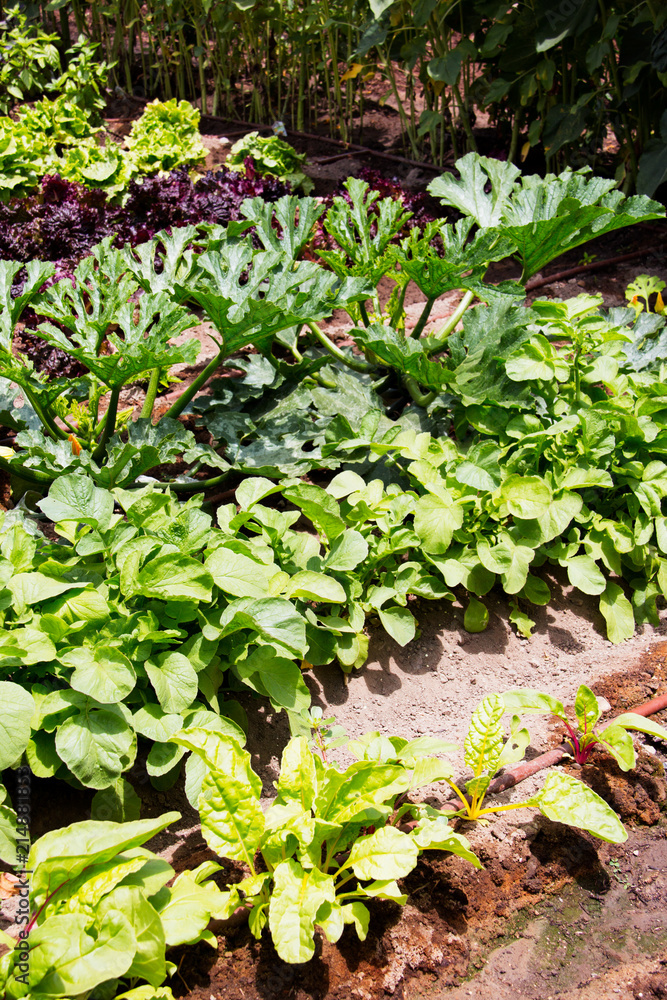 Growing rows of vegetables in a home garden. Benefits of organic gardens. Growing rows of vegetables in a home garden. Benefits of organic gardens.