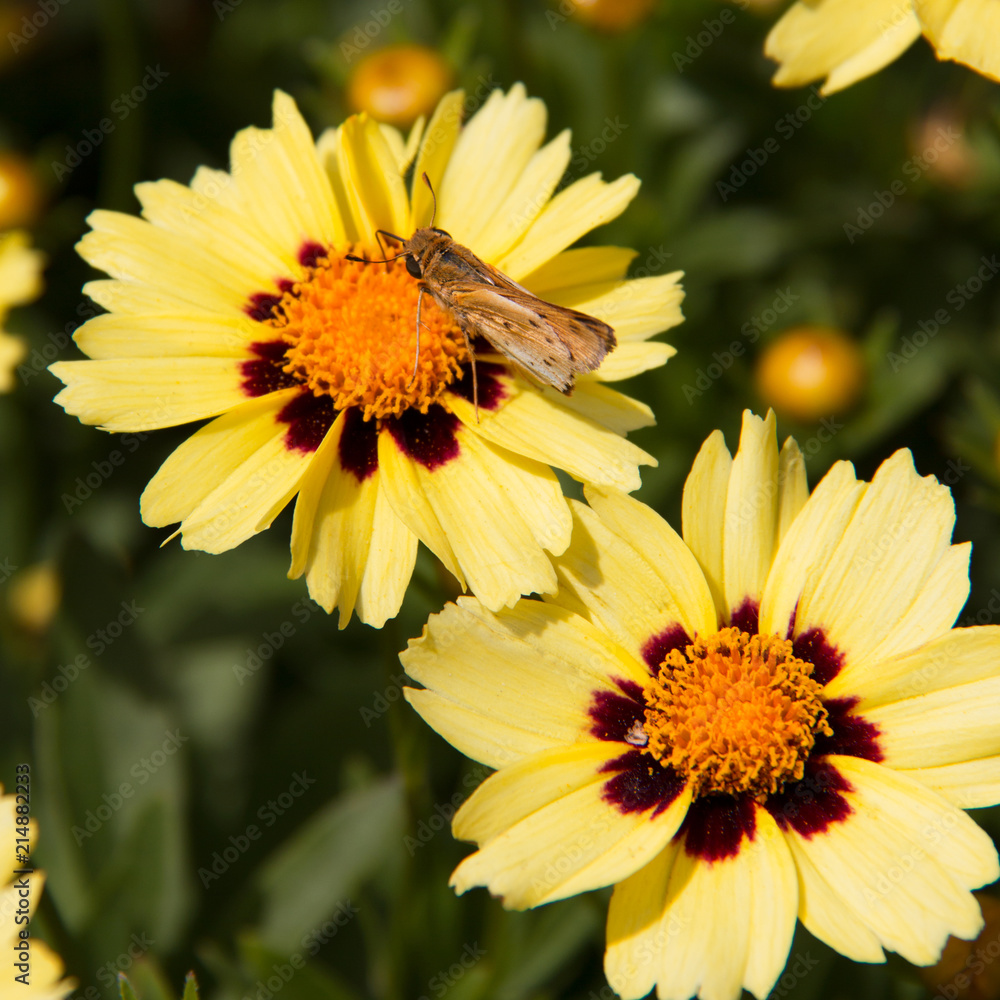 Close up of Fiery Skipper Hylephila Phyleus golden butterfly on yellow African Daisy. Close up of Fiery Skipper Hylephila Phyleus golden butterfly on yellow African Daisy.