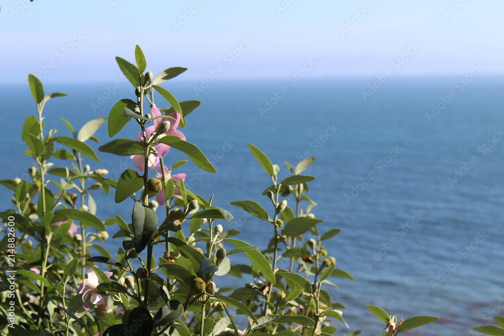 Obraz premium Plant by the Ocean