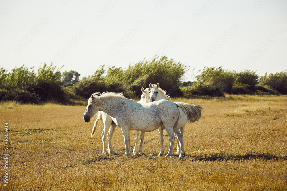 White horse with its foal eating in a field, camargue, France White horse with its foal eating in a field, camargue, France