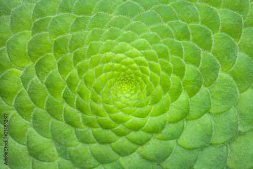 Symmetric green background of cactus succulent plants, close-up. © nikol85