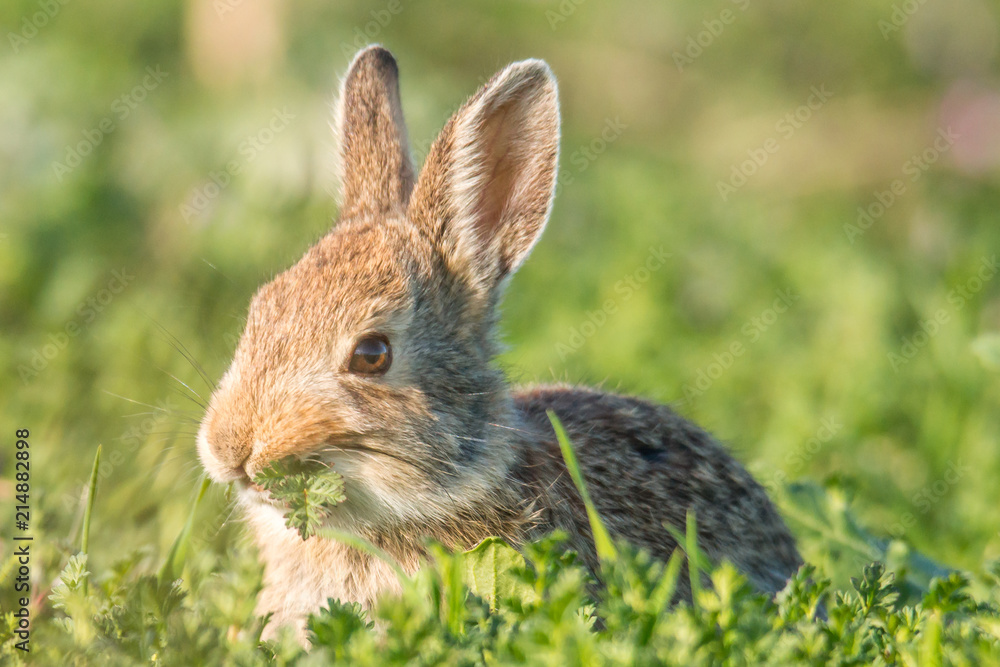 Mountain cottontail in green field Mountain cottontail in green field