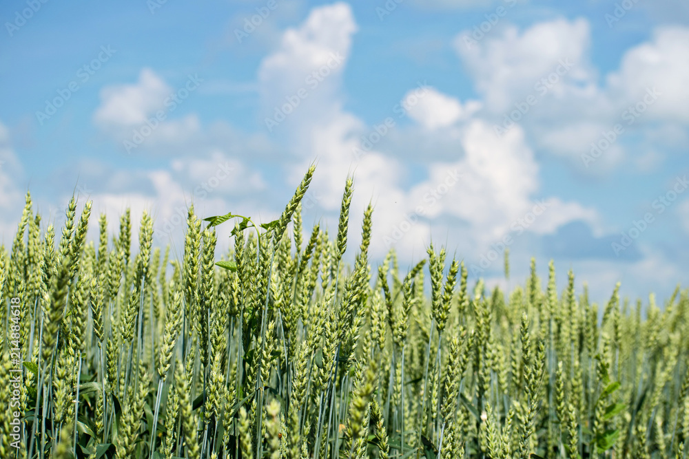 Wheat flied panorama in summer day, rural countryside. Green wheat field. Wheat flied panorama in summer day, rural countryside. Green wheat field.