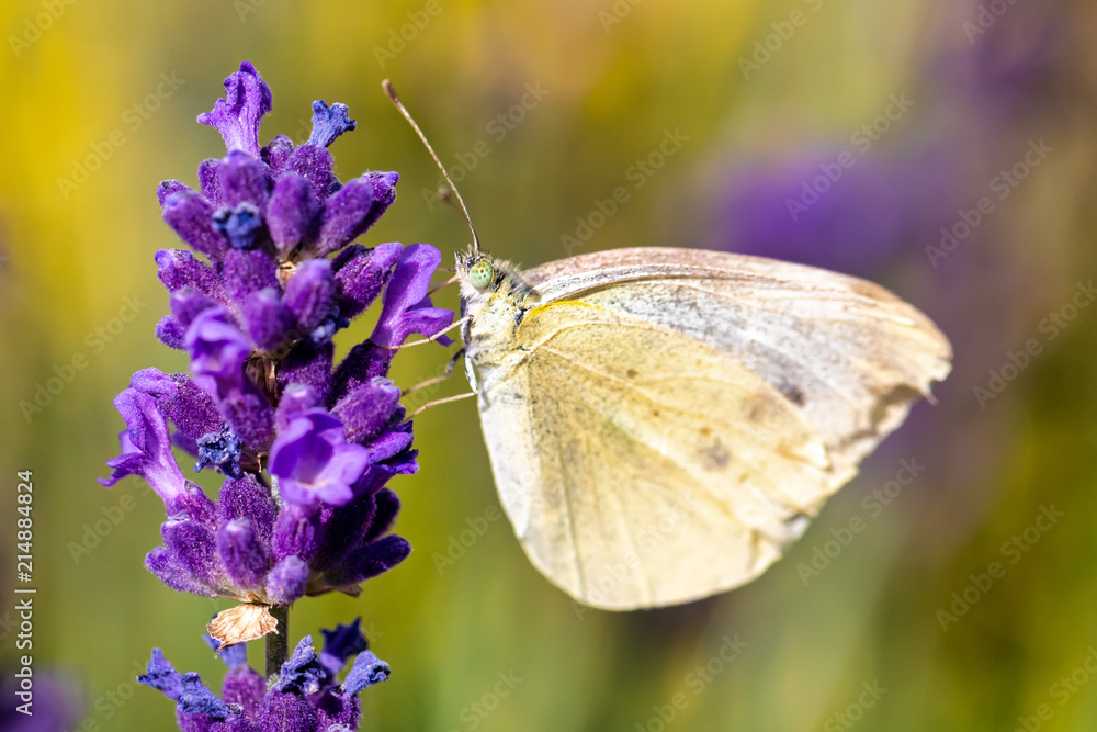 White butterfly on violet lavender